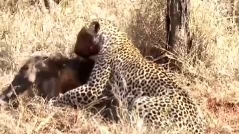 Leopard caught warts pig, is their dinner