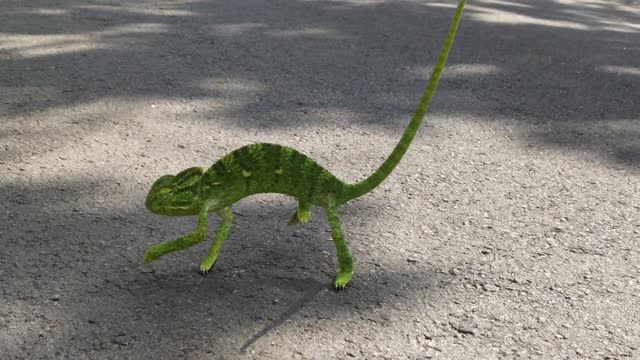 Chameleon Walking on the Road