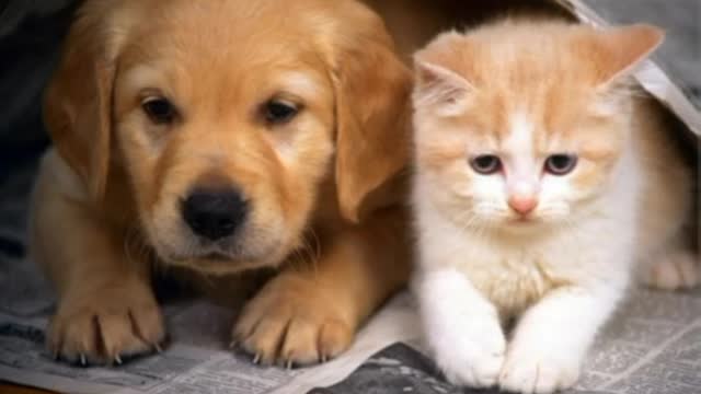 Funnyanimals and cute