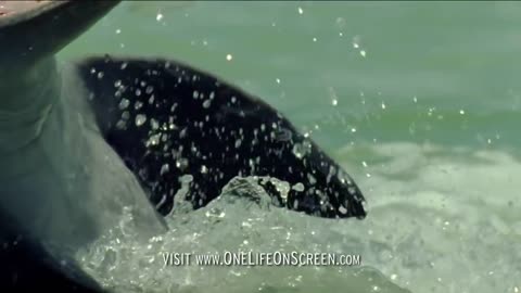 Dolphins trick fish with mud "nets" | One Life | BBC