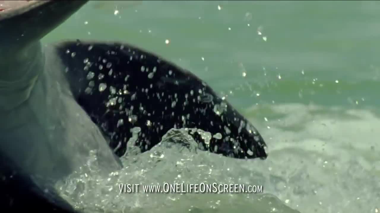 Dolphins trick fish with mud "nets" | One Life | BBC
