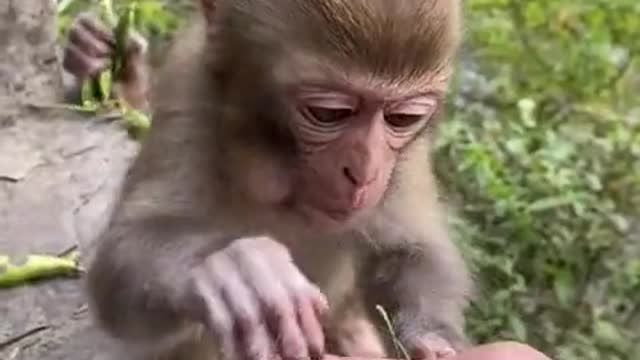 Monkey eating fruit