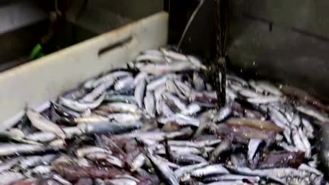 French fishermen stage Brexit protest