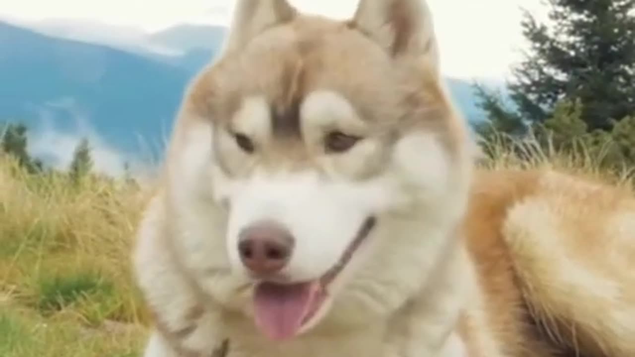 wolf husky puppy doge #short | free Copyright Video content and background music..