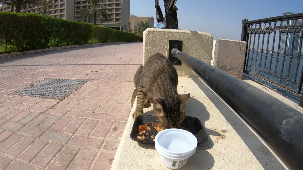 MICHAEL JACKSON - Homeless cat in Ras Al Khaimah, UAE #cat #cats #MichaelJackson #emirates #ae #UAE