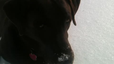 Knucklehead loves playing ball in the snow :)