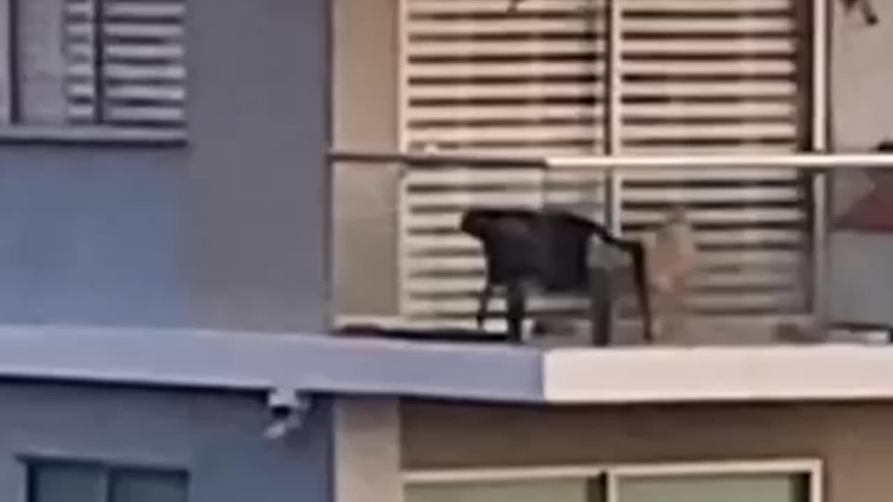 Video: perro lleva días expuesto al sol y a las alturas en edificio de Manga