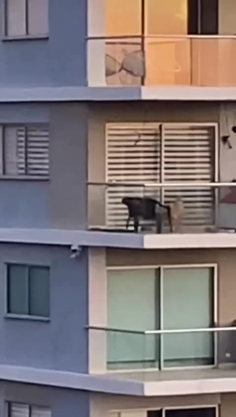Video: perro lleva días expuesto al sol y a las alturas en edificio de Manga