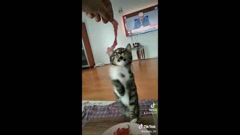 Funny and Cute Cat videos to Cheer Up your Day 2021!😹