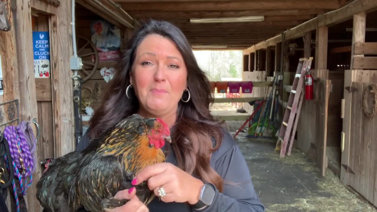 10 Min Chicken Coop Clean W/ Essential Oils