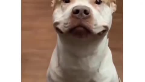 🤣🤣So funny dogs in this video 😂😂