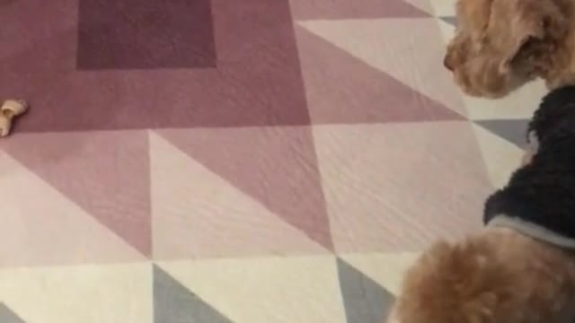 Dogs who love snacks and don't know what to do