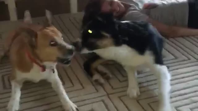 Dogs laying backward along with owner in living room