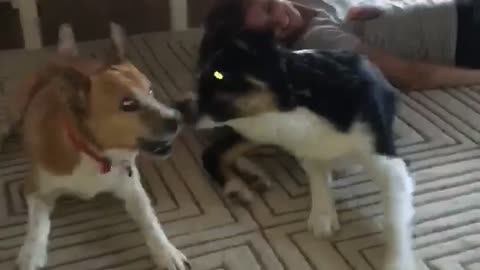 Dogs laying backward along with owner in living room