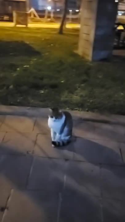 Cats and dogs _ cats meowing _ cats funny videos #shorts