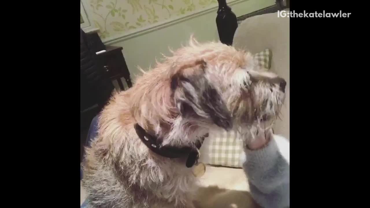 Dog steals chips from womans hand in bed