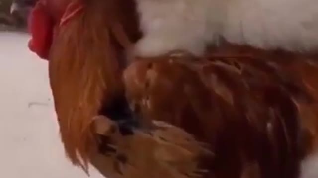 funny pet animals - 🤣 funniest animals - awesome funny pet animals videos 😇 #shorts