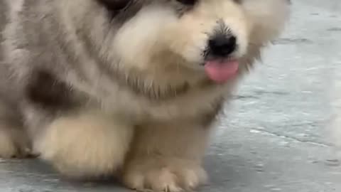 cute Malamut 😍