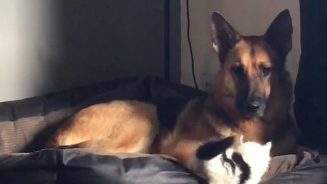 Kitten takes swipe at german sheperd falls down