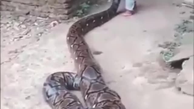 What is this...kid playing with anaconda!! 😲😲