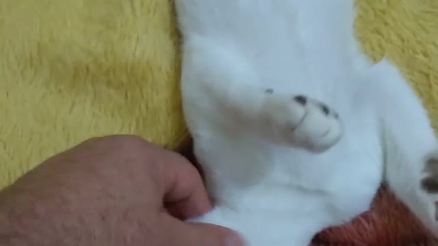 Gatinho hipnotizado