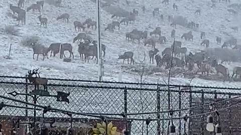 Backyard Elk Party