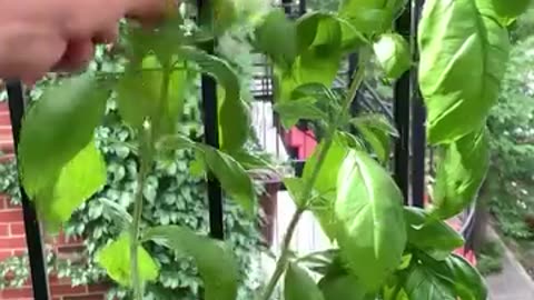 How to Harvest your Basil