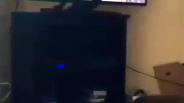 Cat Funny Movement Funny Cat