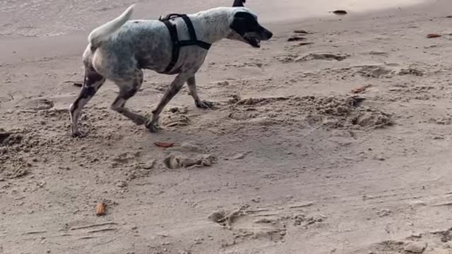 O CACHORRO PULA PULA