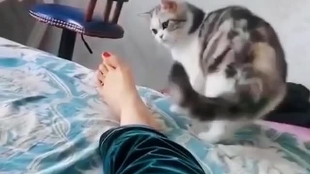 Cute cat video || Compilation #14