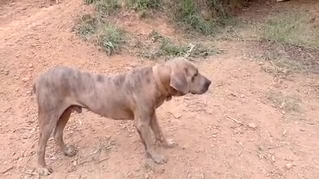 quer pegar o leitão