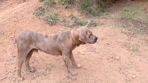 quer pegar o leitão