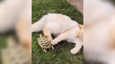 95 🤣 Funniest 😻Cats And 🐶 Dogs Try Not To Laugh Funny Pet Animals' Life 😇