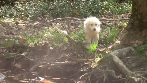 Glenda the Good Witch(Puppy) vs. Water