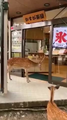 Deer have learned to open the doors of food establishments and bow to ask for food in Nara, Japan