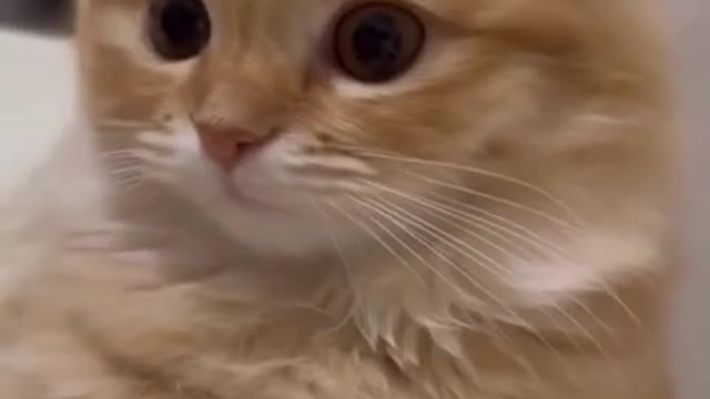 cute cat shorts❤#shorts #cutecat