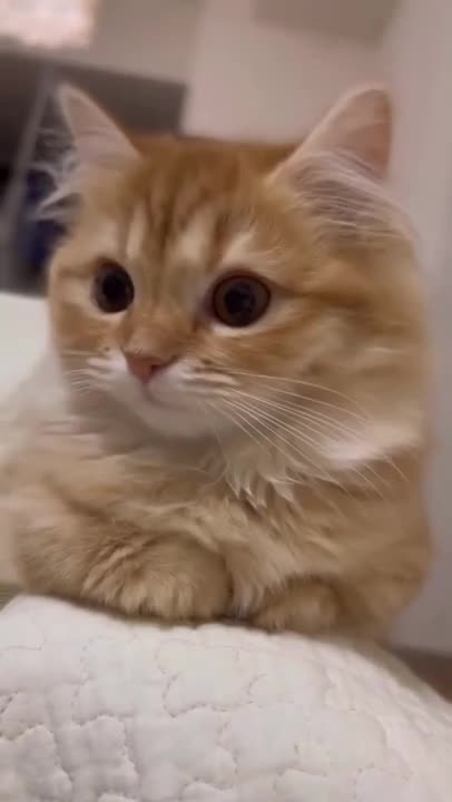 cute cat shorts❤#shorts #cutecat