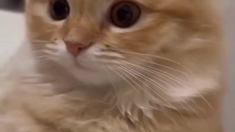 cute cat shorts❤#shorts #cutecat