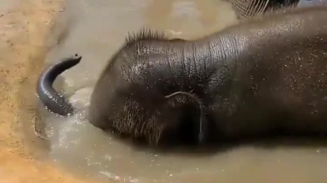Baby elephant taking bath