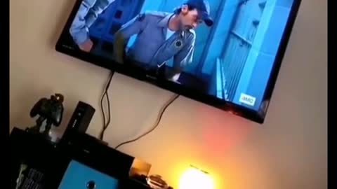 Dogs get more excited watching TV than their owners