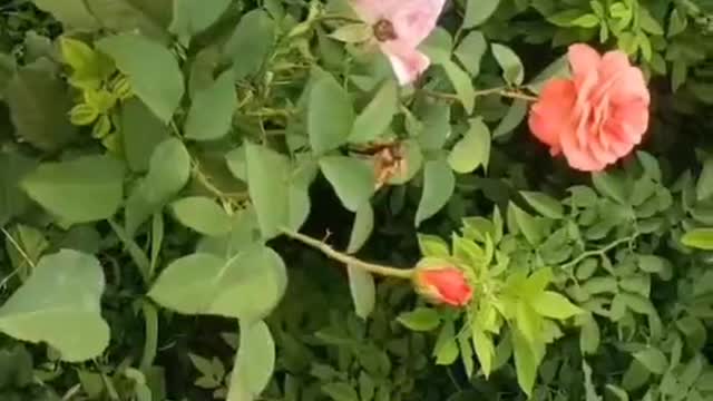 Pink and red flowers, crowding the entire branch