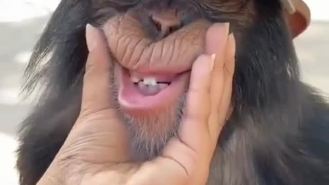 Monkey Spider Monkey Climbs Onto Tourist and Begins To Snuggle With Him