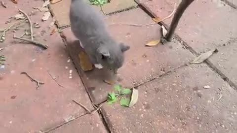 Stray kittens invaded my backyard