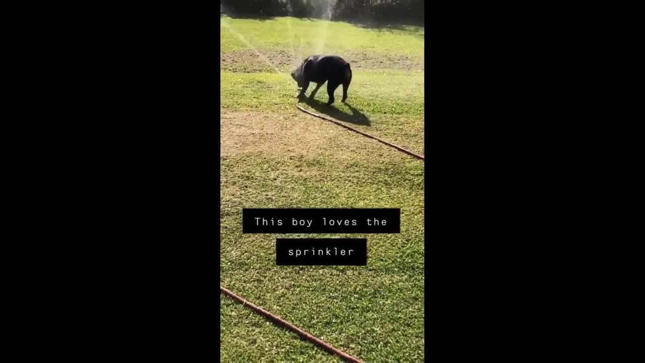 Rottweiler just loves to play with the sprinkler #Shorts