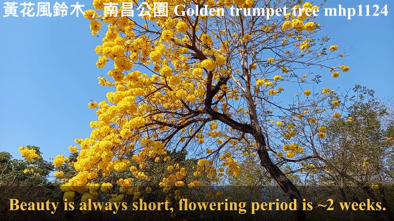 黃花風鈴木，南昌公園, Golden trumpet tree。Tabebuia chrysotricha。Nam Cheong Park, mhp1124, Feb 2021