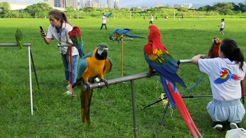 A Colorful Birds Perched on Metal Pole (10)