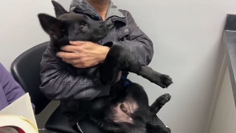 Cute puppy's first funny visit to the vet