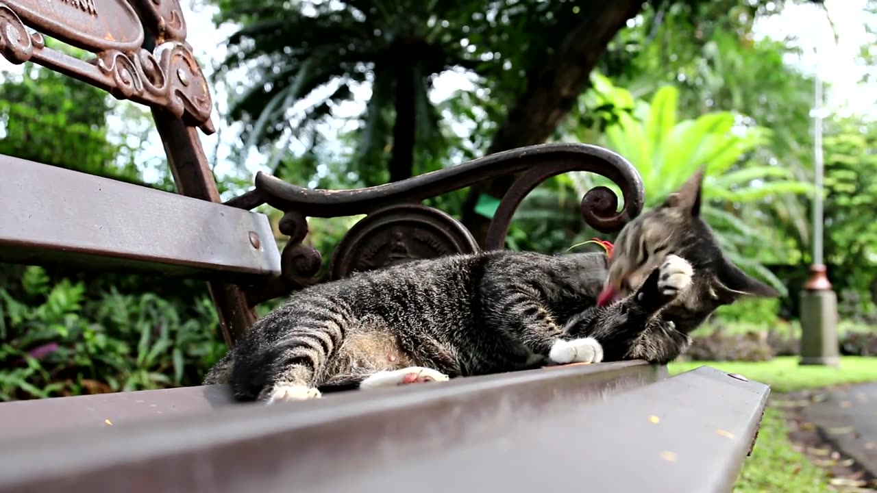 Fluffy Cat Enjoys a Sunny Day: Grooming Time on the Bench!