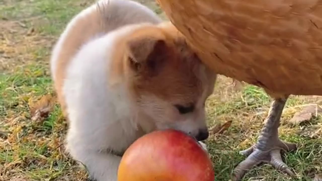 Love animals// chicken love dog baby