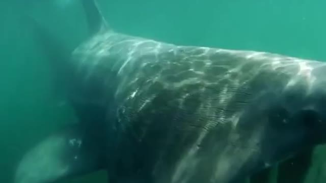 TUNNEL MOUTH SHARK
